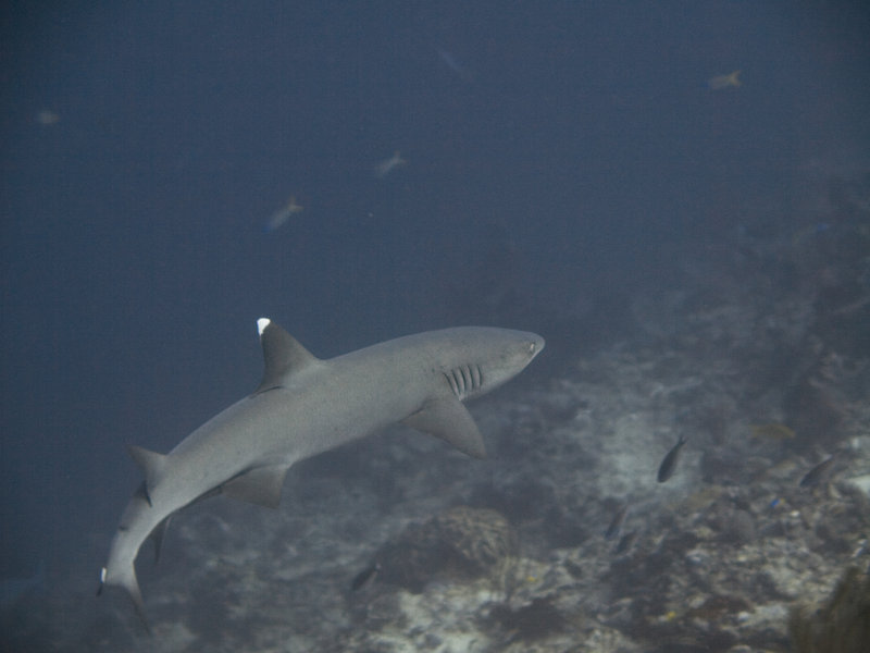 Barracuda Point, Whitetip Reef Shark